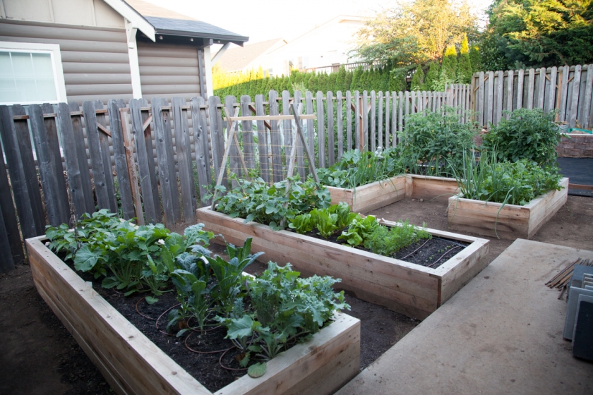 garden raised beds