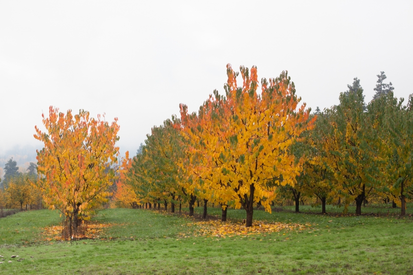 Apple Cider Pressing