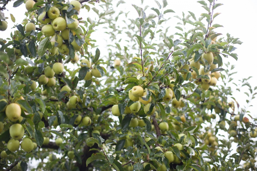 Apple Cider Pressing