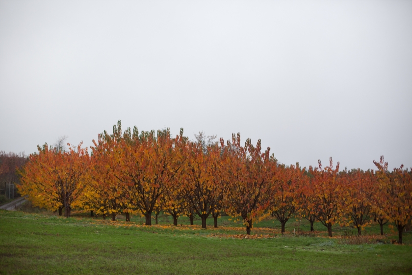 Apple Cider Pressing