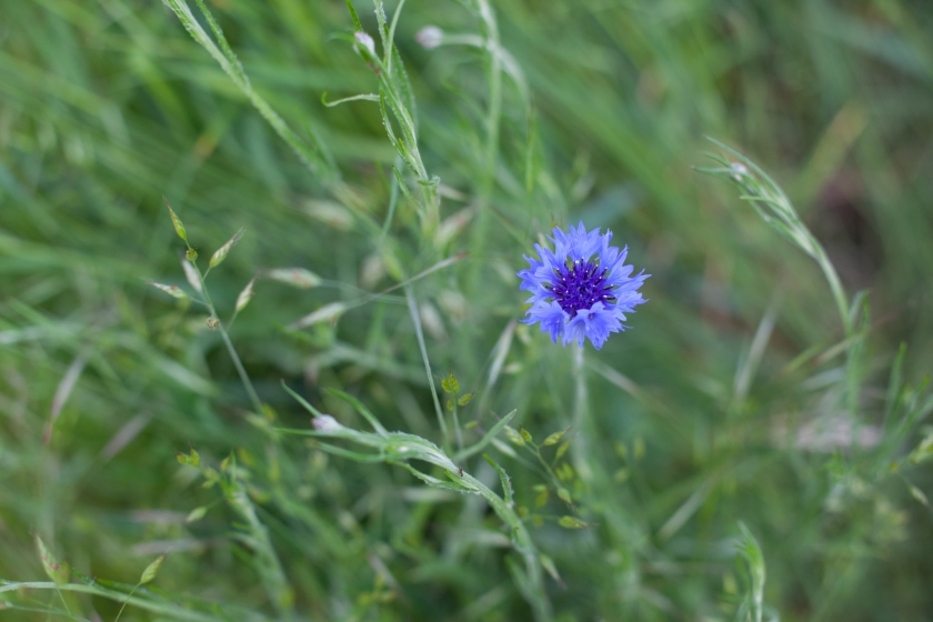 oregon wildflowers