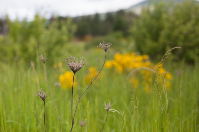 oregon wildflowers