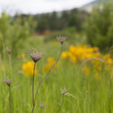 oregon wildflowers