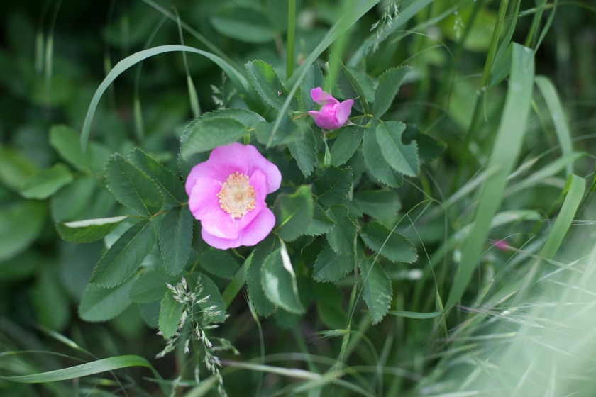 oregon wildflowers