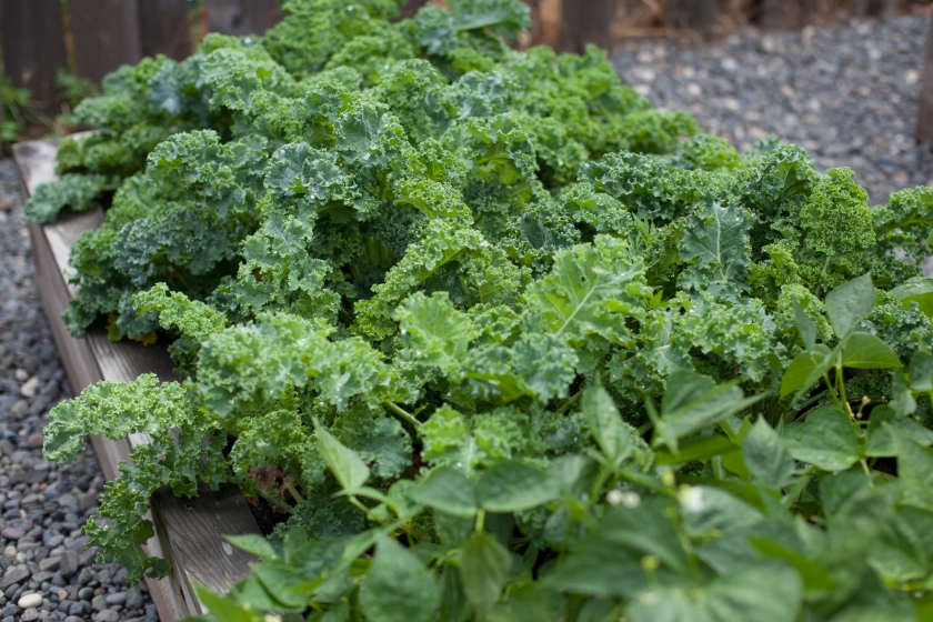 GRILLED KALE CAESAR SALAD - WITH LOVE