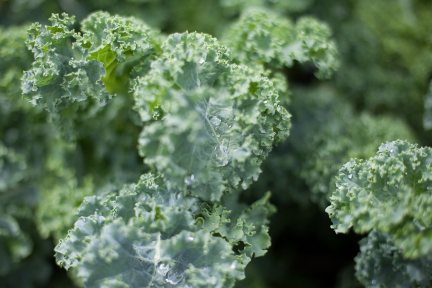 garden kale