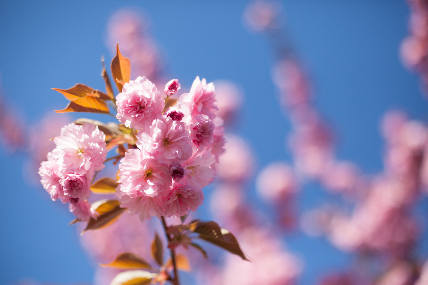 cherry blossoms pacific northwest