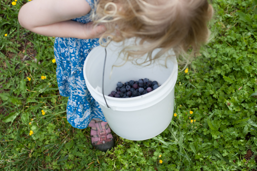 BLACKBERRY AND BLUEBERRY PIE
