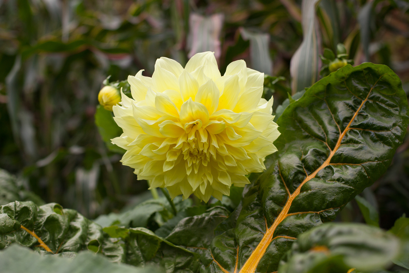 west green house garden england