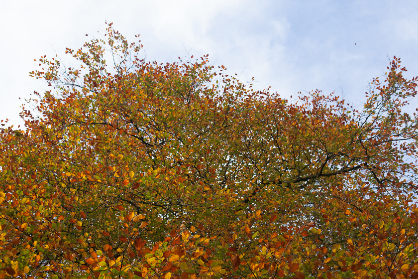 fall autumn in england traveling with kids