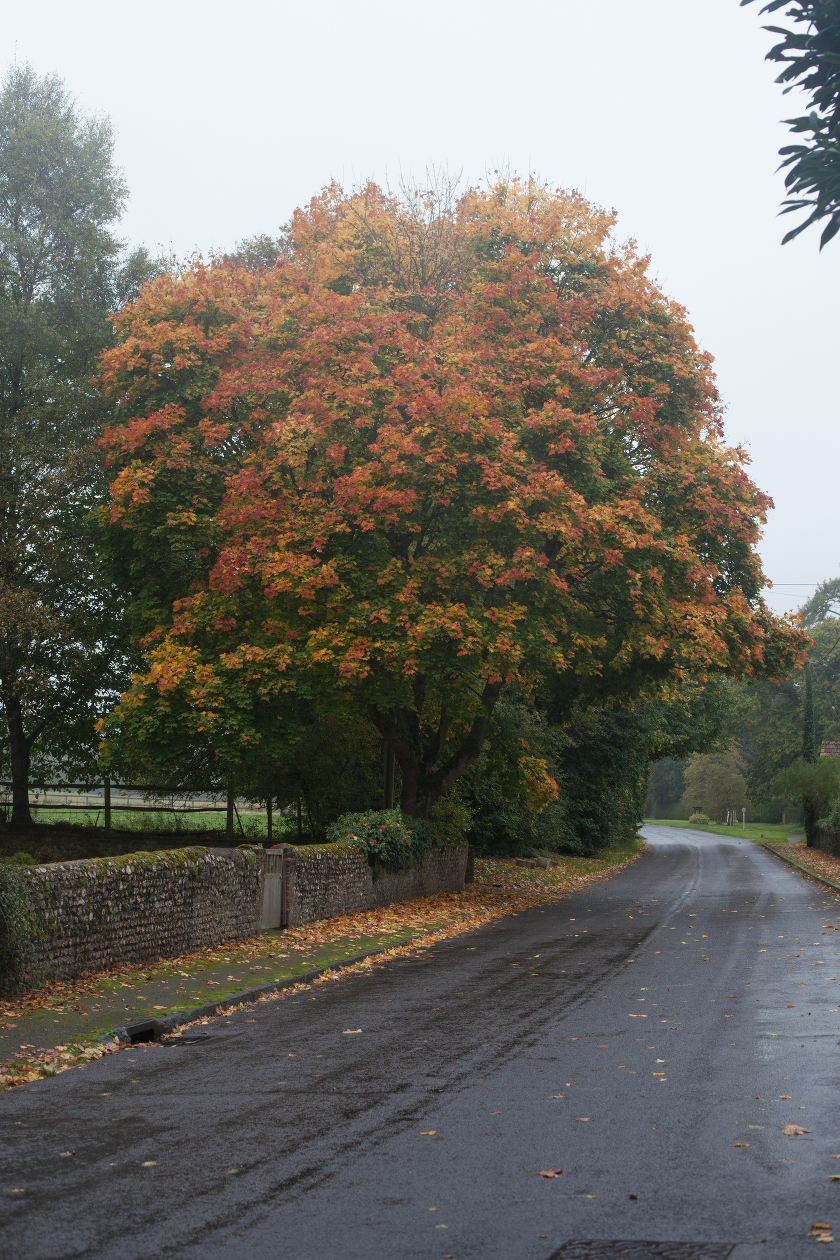 fall autumn in england traveling with kids